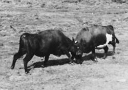 Okser som stanger, oksehamninga i Magnilldalen??? -Anno Musea i  Nord-�sterdalen / DigitaltMuseum