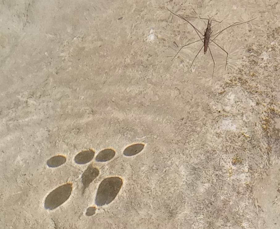 Et bilde som inneholder grunn, insekt, utend�rs, leddyr

Automatisk generert beskrivelse