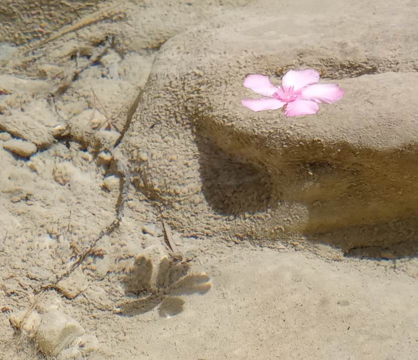 Et bilde som inneholder grunn, utend�rs, nellik, sand

Automatisk generert beskrivelse