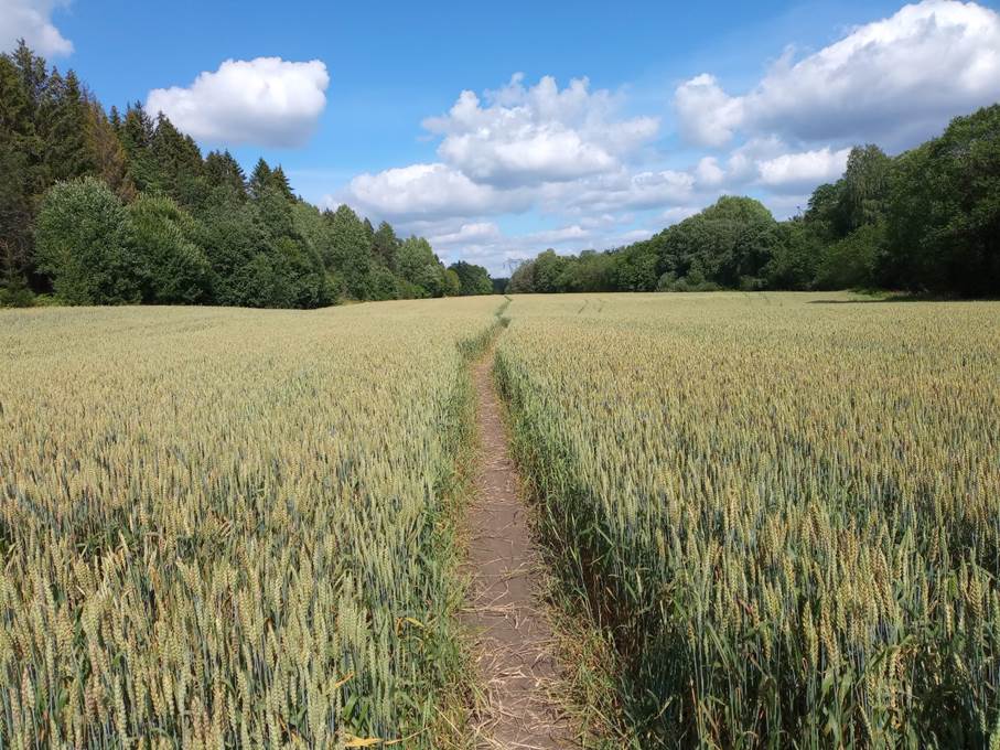 Et bilde som inneholder utend�rs, gress, himmel, sky

Automatisk generert beskrivelse