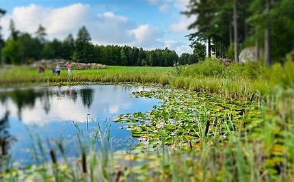 Bilderesultat for gjest