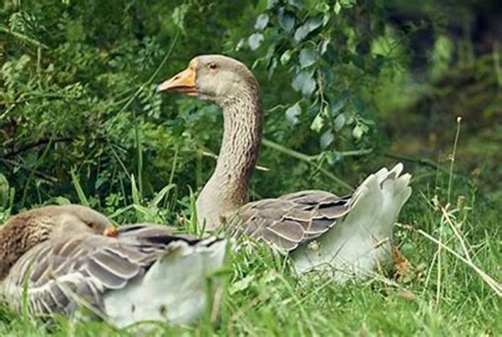 Bilderesultat for g�s