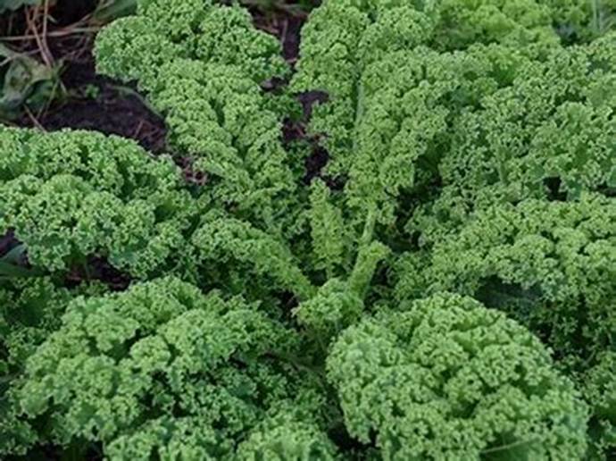 Bilderesultat for gr�nnk�l