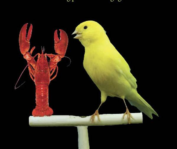 Hummer og kanari - Forklaring p� ord fra dagliglivet - Elefantus