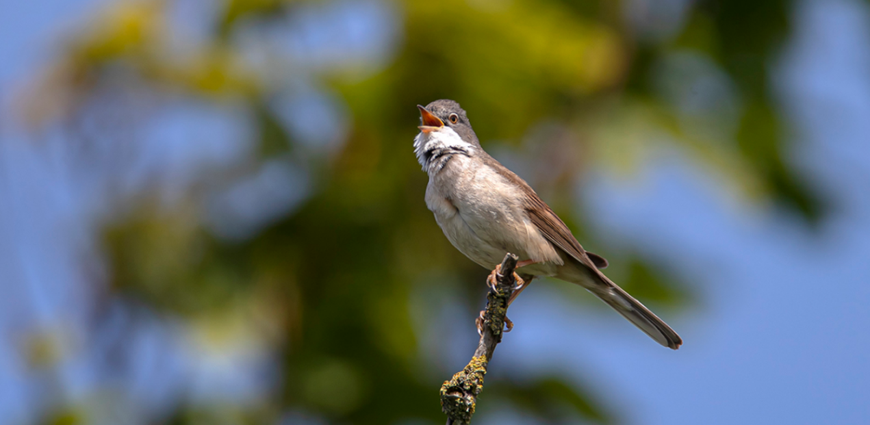 M�nedens fugl - Tornsanger