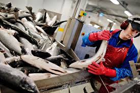 Rekordstor eksport av norsk sj�mat - adressa.no